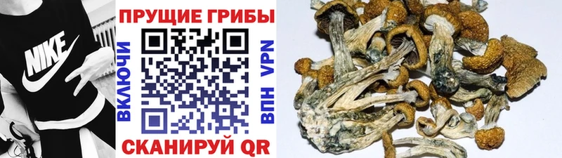 Псилоцибиновые грибы Psilocybine cubensis  купить наркотик  Судогда 
